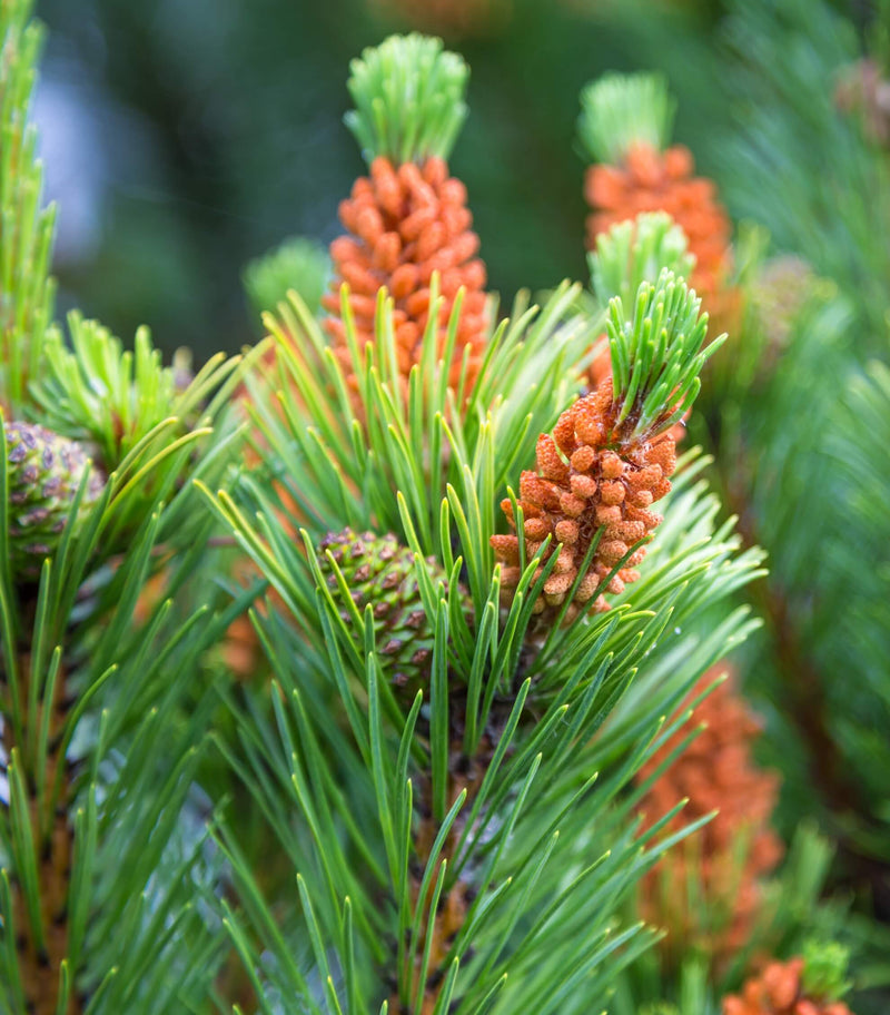 Fitosterole z sosny 98%, w tym co najmniej 70% beta-sitosterolu oraz beta-sitostanol