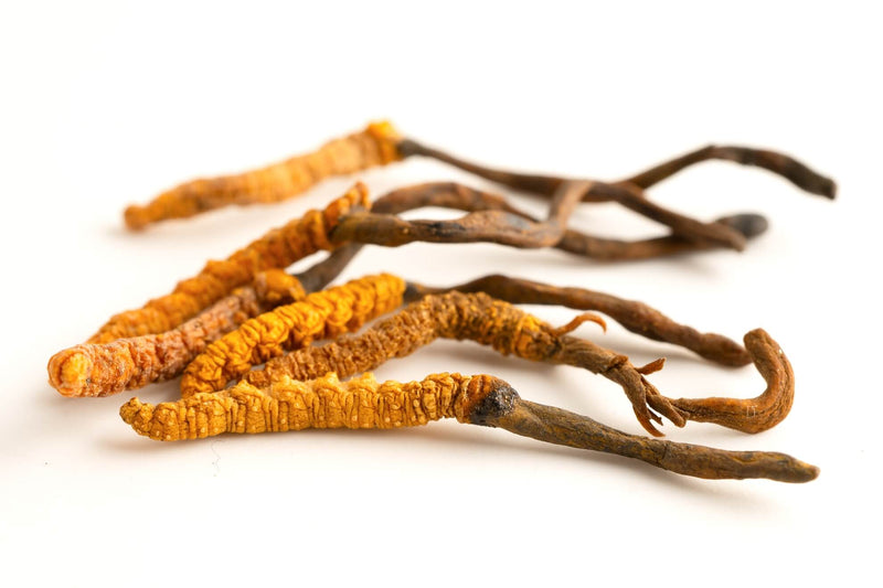 Cordyceps sinensis (Maczużnik chiński) DER 40:1 90 kapsułek 500 mg