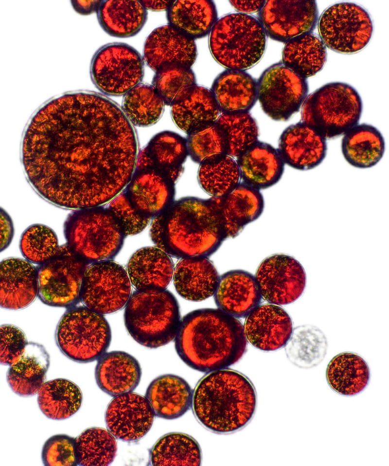 Astaksantyna 8 mg z alg 100% naturalna - 60 kapsułek